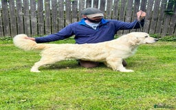 Golden Retriever dogs for sale: KC Reg Fully Health Tested Golden Retriever Pups - Image 14