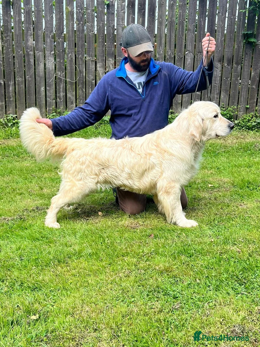 Golden Retriever dogs for sale: KC Reg Fully Health Tested Golden Retriever Pups - Image 14