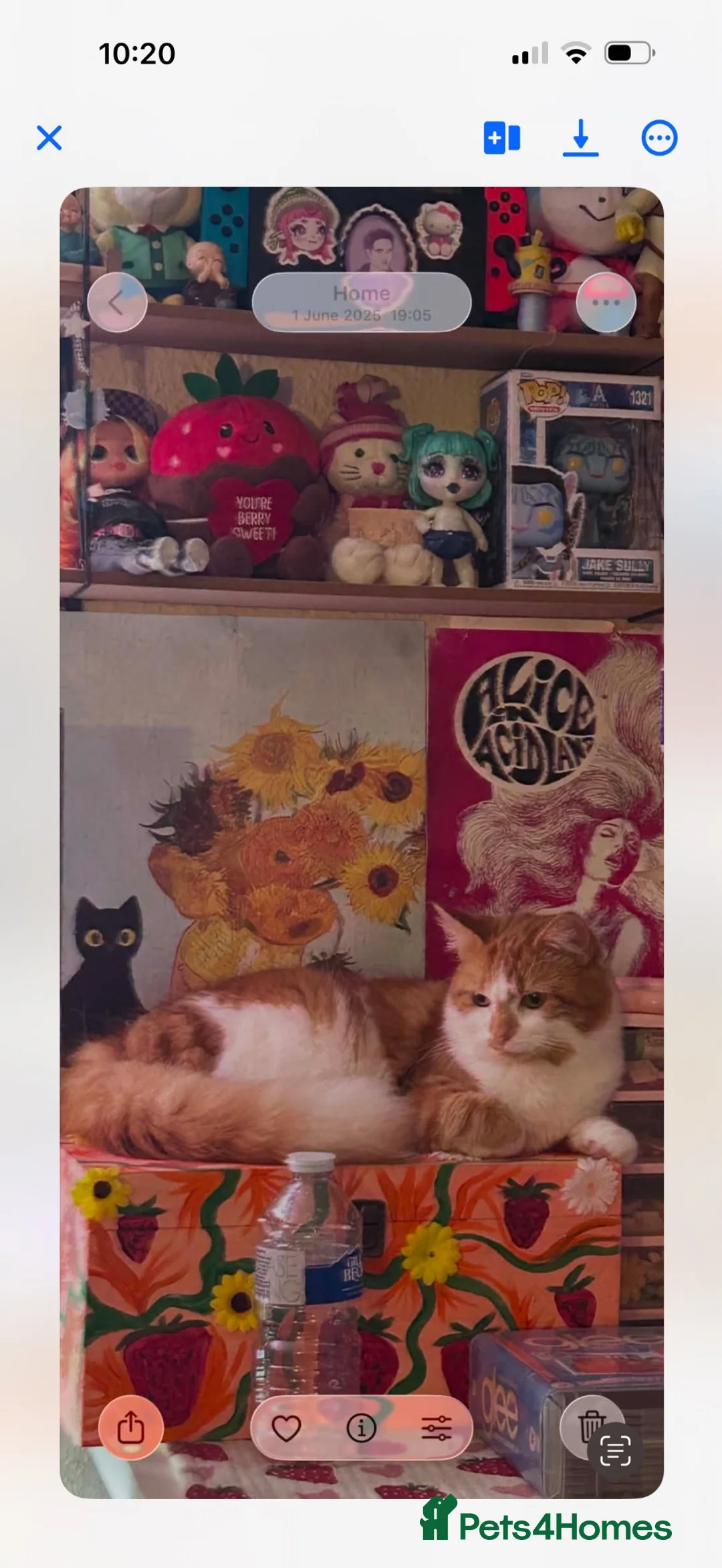 Domestic Shorthair cats for sale: Beautiful ginger cat looking for a loving new home - Advert 2