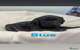 Labrador Retriever dogs for sale: Ready to leave! Beautiful KC Fox Red Labrador Girl - Image 14