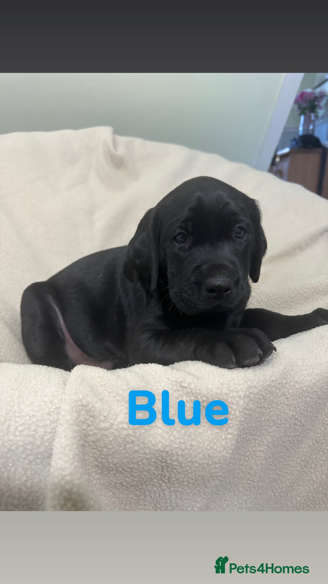Labrador Retriever dogs for sale: Ready to leave! Beautiful KC Fox Red Labrador Girl - Image 14