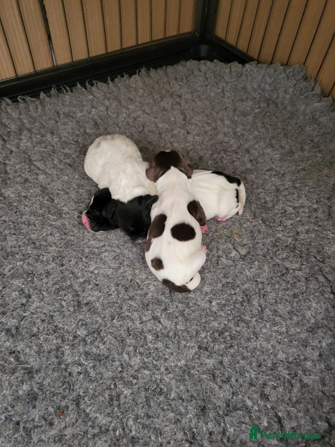 English Springer Spaniel dogs for sale: Two black and white and one liver and white - Image 10