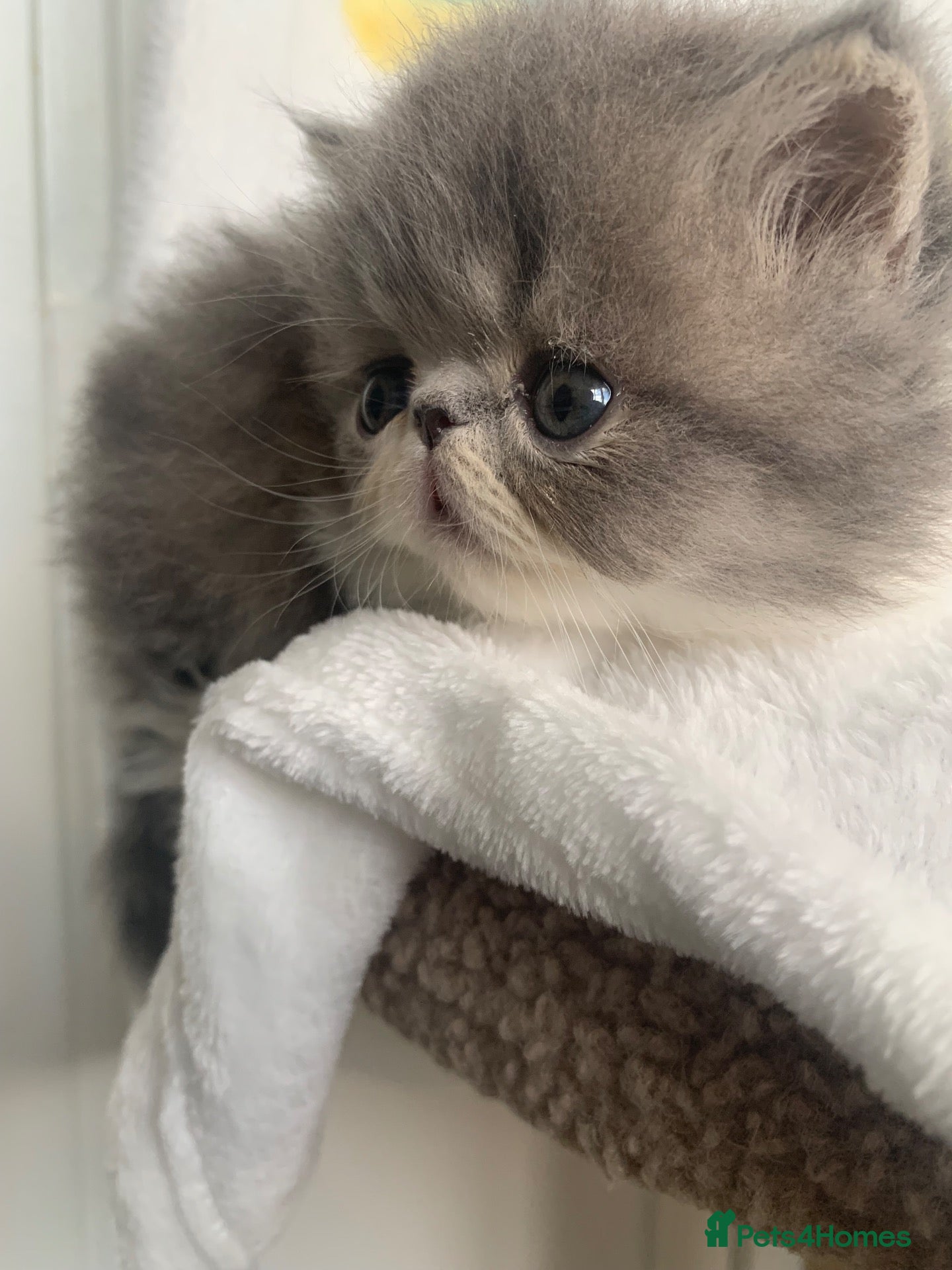 Persian cats Pedigree Persian Kitten - Advert 2
