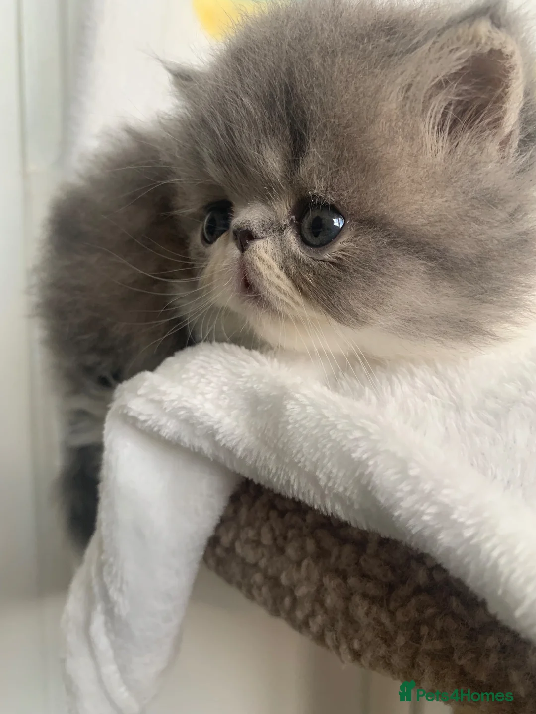 Persian cats for sale: Pedigree Persian Kitten - Advert 2