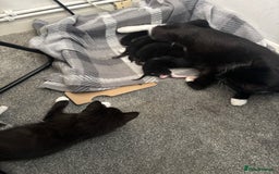 British Shorthair cats for sale: Beautiful black kittens - Image 9