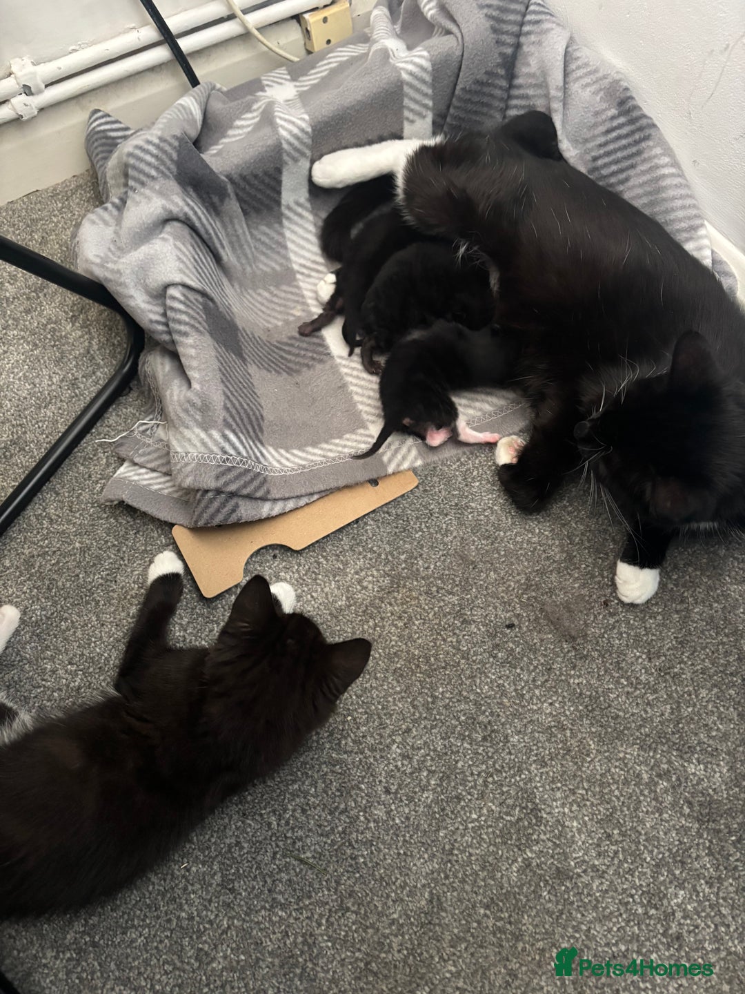 British Shorthair cats for sale: Beautiful black kittens - Image 9