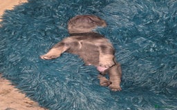 French Bulldog dogs for sale: Frenchie Puppies - Image 2