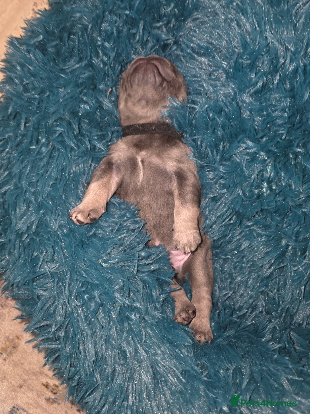 French Bulldog dogs for sale: Frenchie Puppies - Image 2