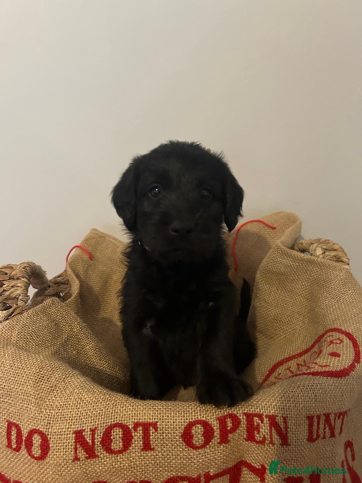 Labradoodle dogs Two left - Labradoodle puppies for sale - Advert 11