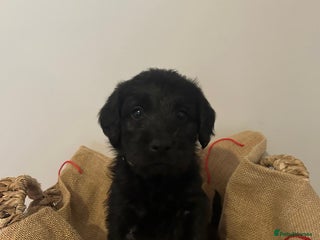 Labradoodle dogs Two left - Labradoodle puppies for sale - Advert 11