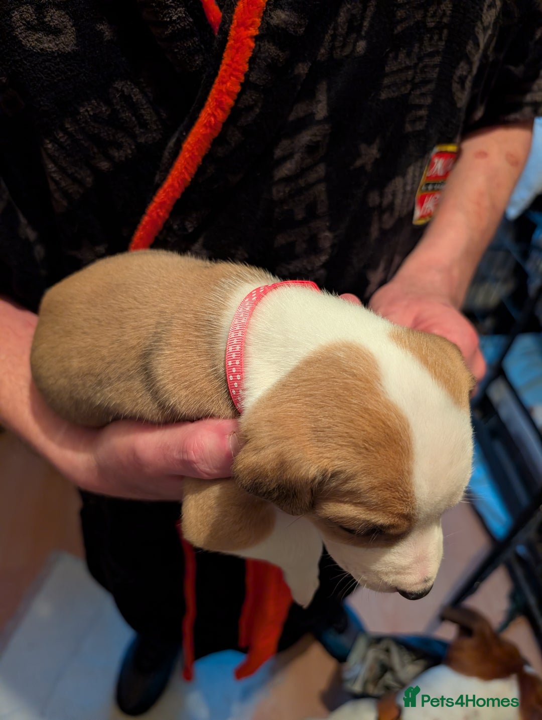 Mixed Breed dogs for sale: Staffy X pups  - Advert 23