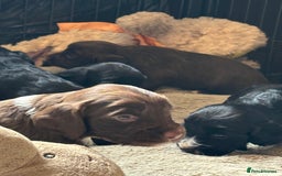 Cocker Spaniel dogs for sale: Working type cocker spaniel puppies  - Image 8