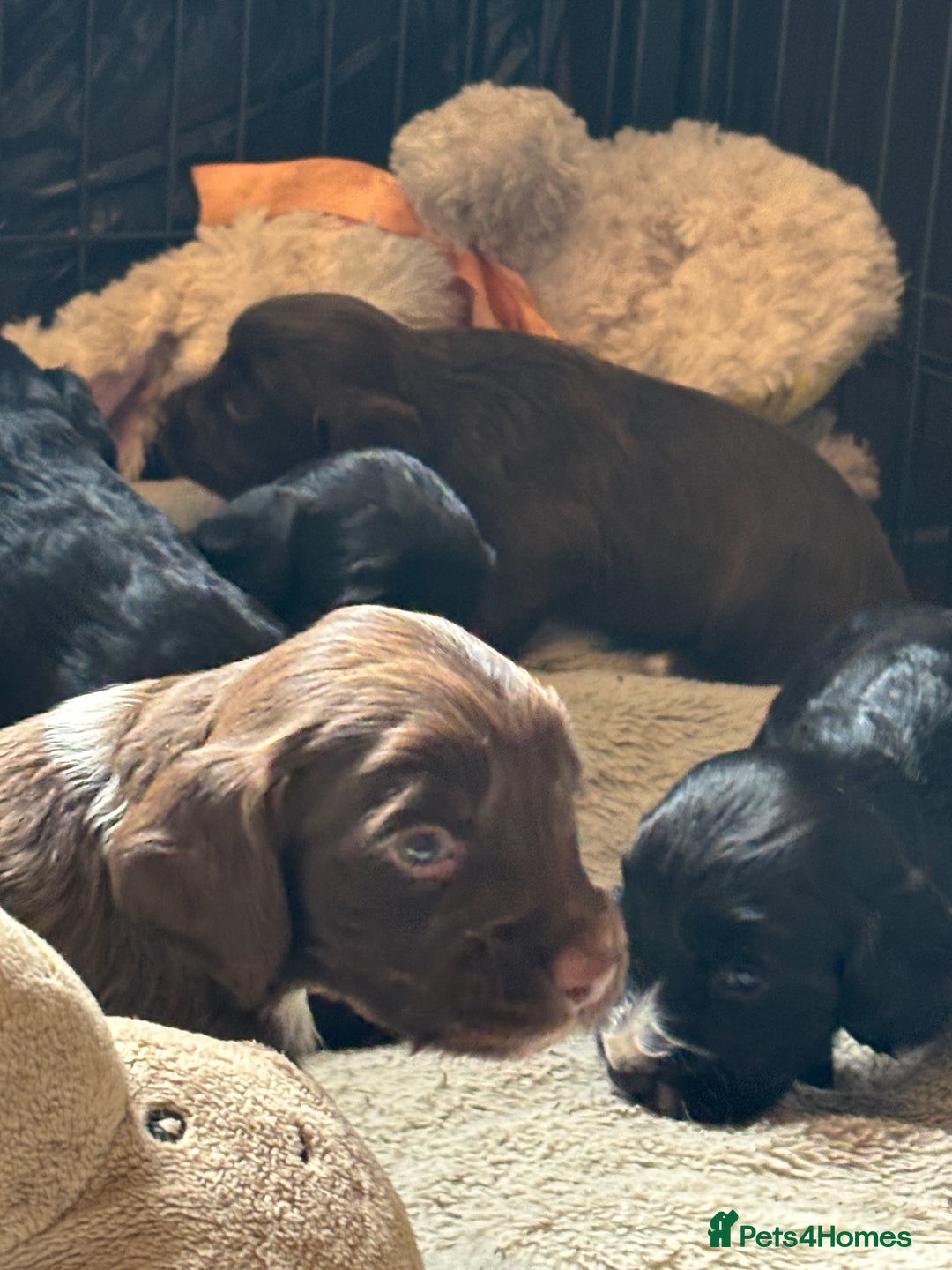 Cocker Spaniel dogs for sale: Working type cocker spaniel puppies  - Image 8