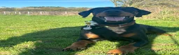 Dobermann dogs for sale: Beautiful Doberman in Leighton Buzzard - Advert 4