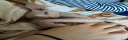Sphynx cats for sale: 10-month old Sphinx male in Shaftesbury - Advert 4