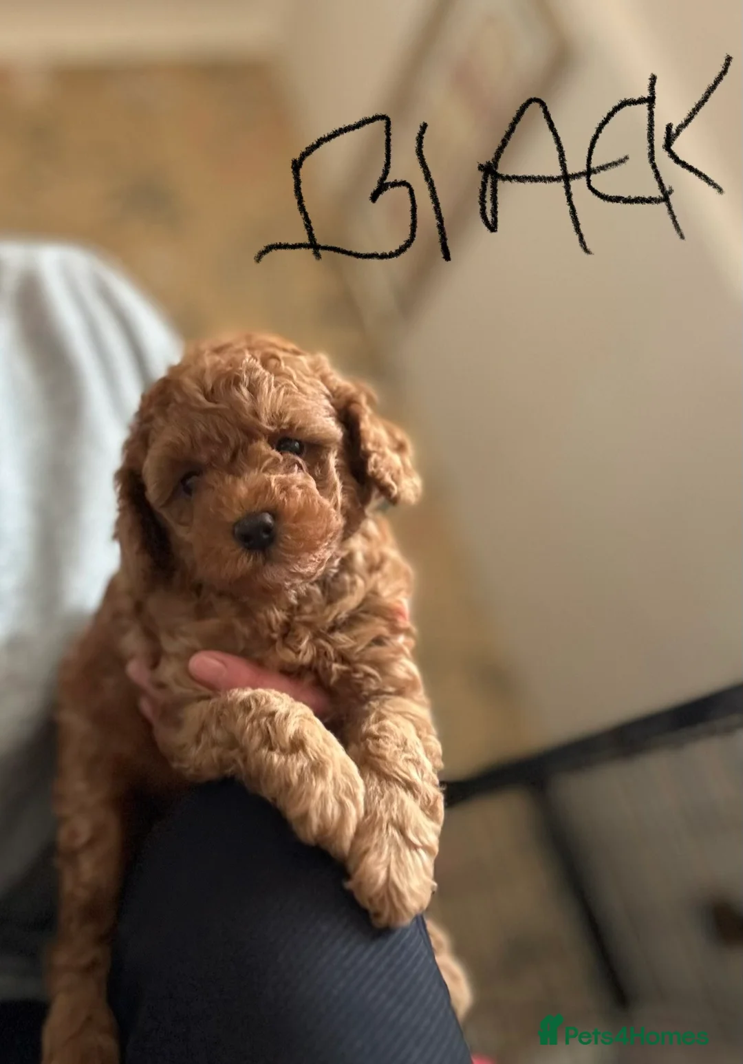 Toy Poodle dogs for sale: Toy Poodle boys  - Advert 12