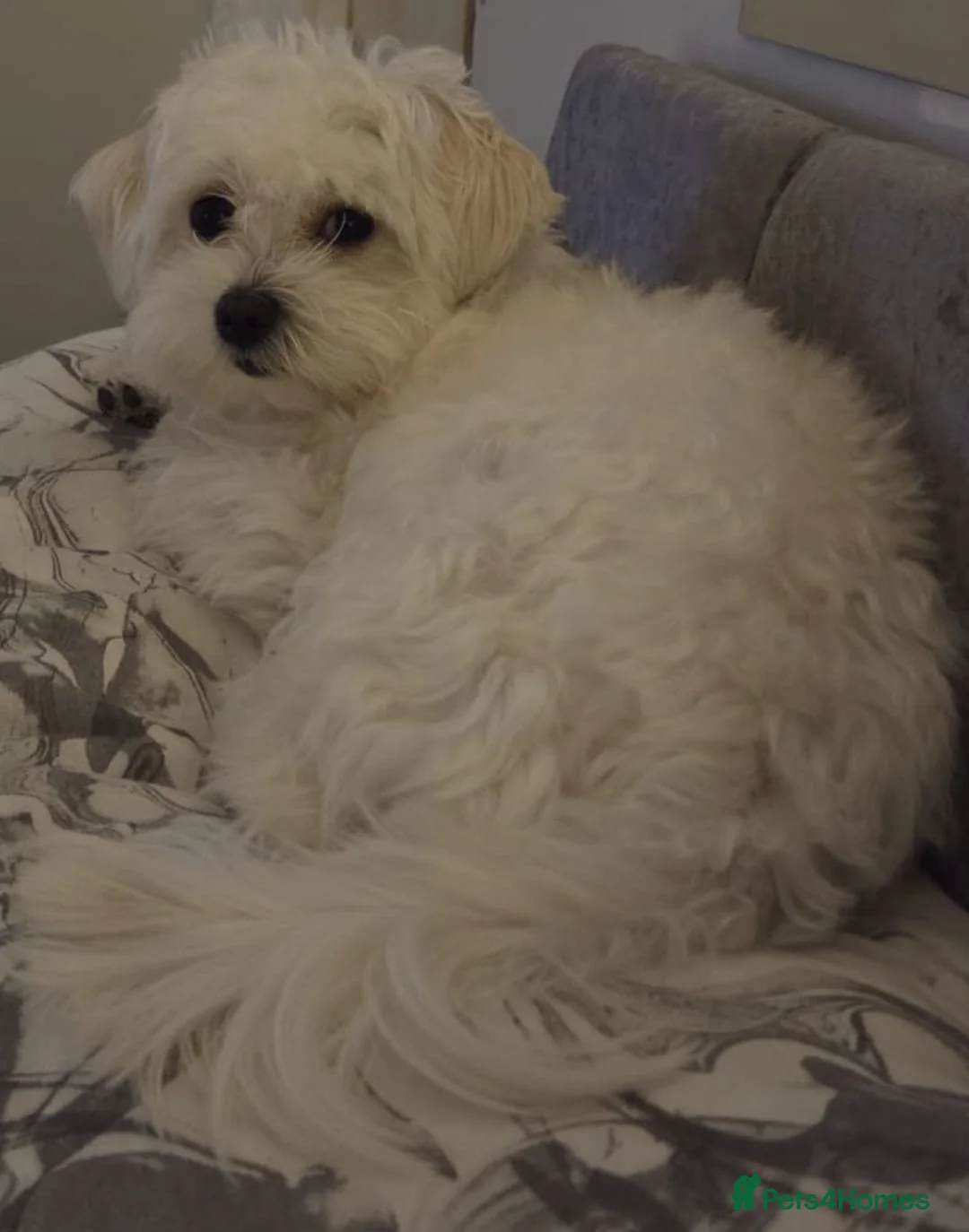 Bichon Frise dogs for sale: Loving dogs in need of a loving home. - Advert 6