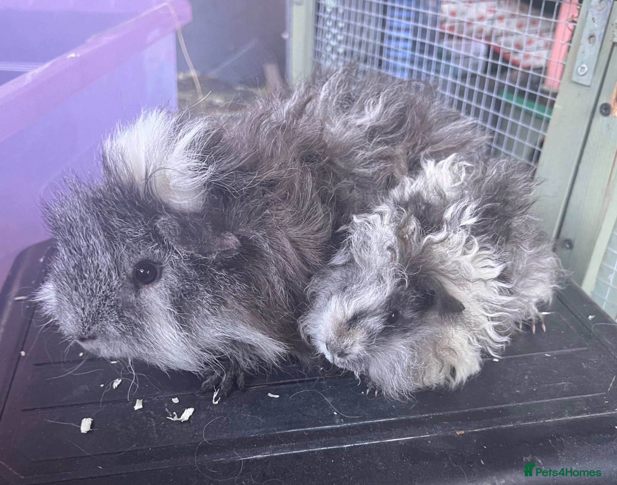 Guinea Pig rodents Lunkarya bonded Guinea pig boar pair  - Advert 1