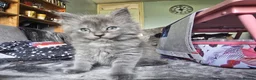 Persian cats for sale: Gorgeous Persian x Kittens Ready now  - Advert 28