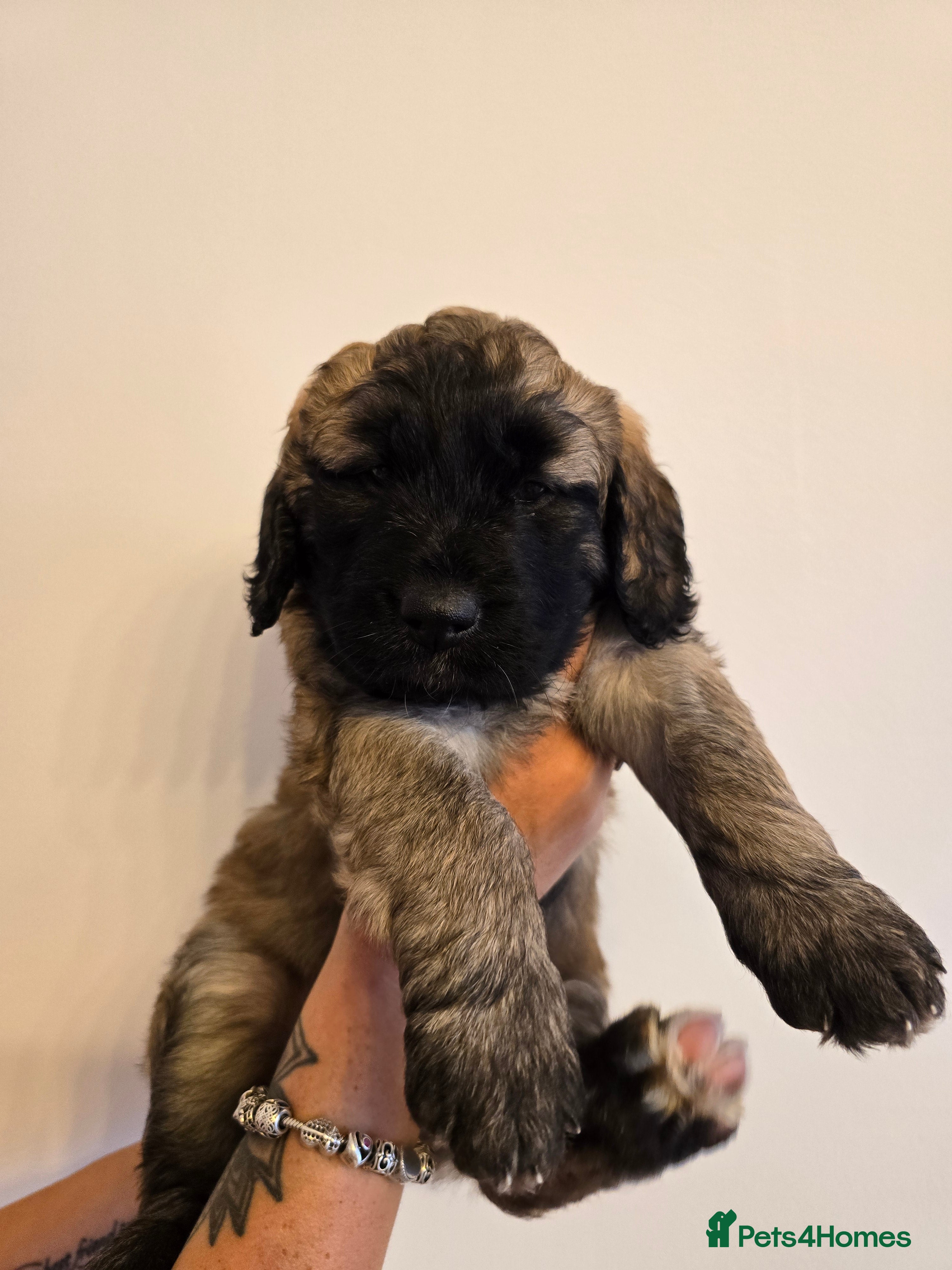 Saint Berdoodle dogs "very rare" Miniature St Berdoodles  - Advert 2