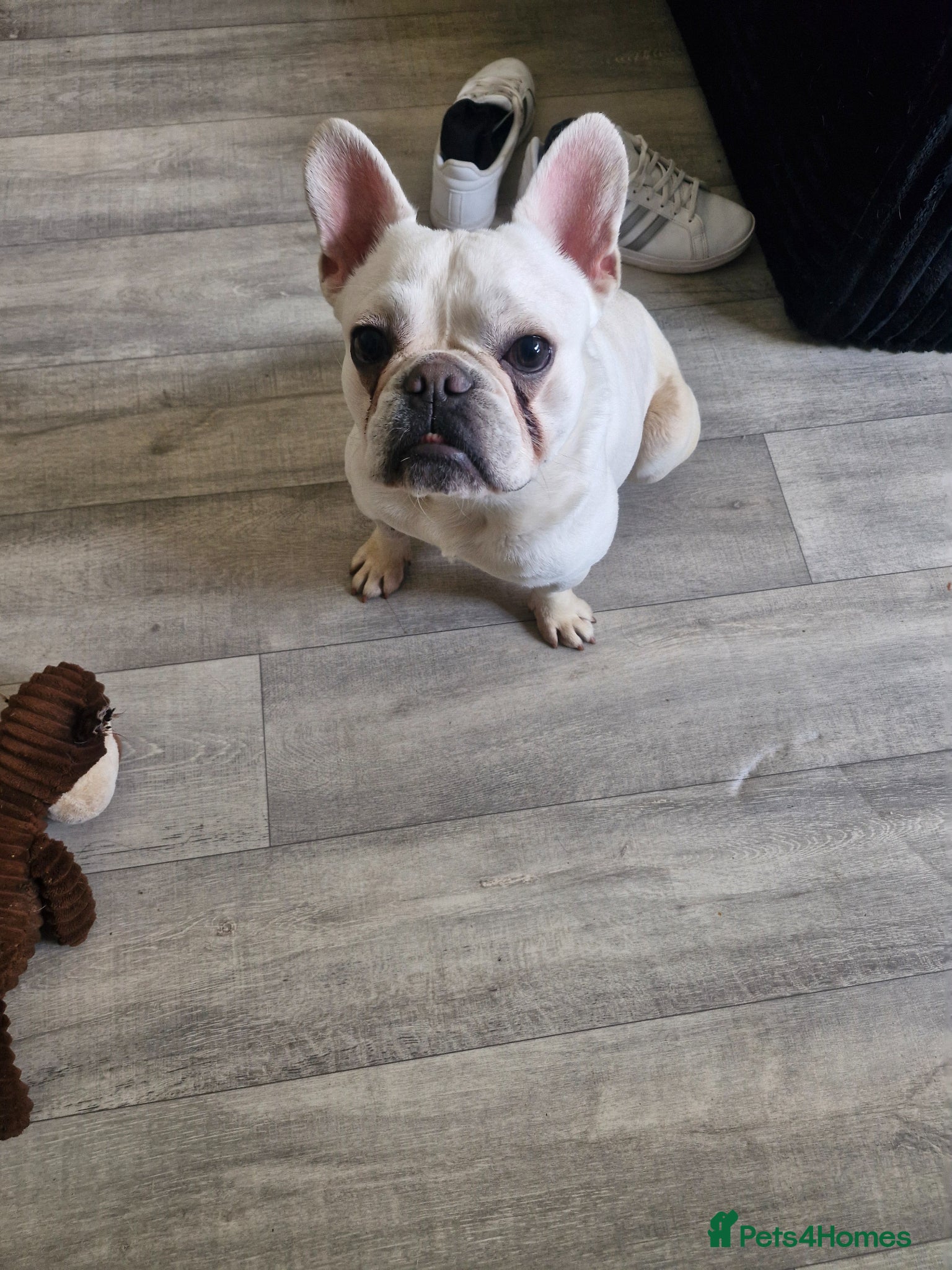 French Bulldog dogs 16 month Frenchie - Advert 10