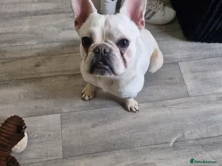 French Bulldog dogs 16 month Frenchie - Advert 10