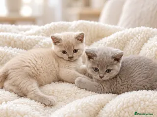 British Shorthair cats Pure BSH kittens one boy and one girl available - Advert 6