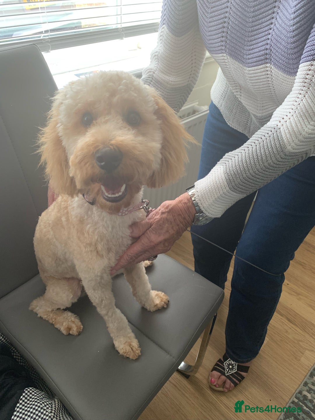 Cockapoo dogs for sale: Loving Home Needed for Cockapoo, Honey! - Image 3