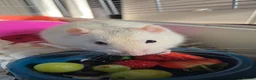 Rat rodents for sale: 4 male rats+setup+bedding+food in Hull - Advert 25