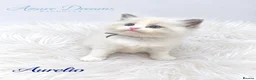 Ragdoll cats for sale: TICA Champion Bloodline Ragdoll Kittens - Advert 9