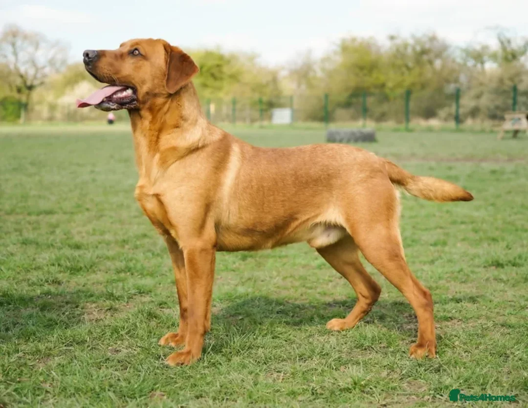 Labrador Retriever dogs for sale: Gorgeous Fox Red & Yellow Labrador Puppies - Advert 20