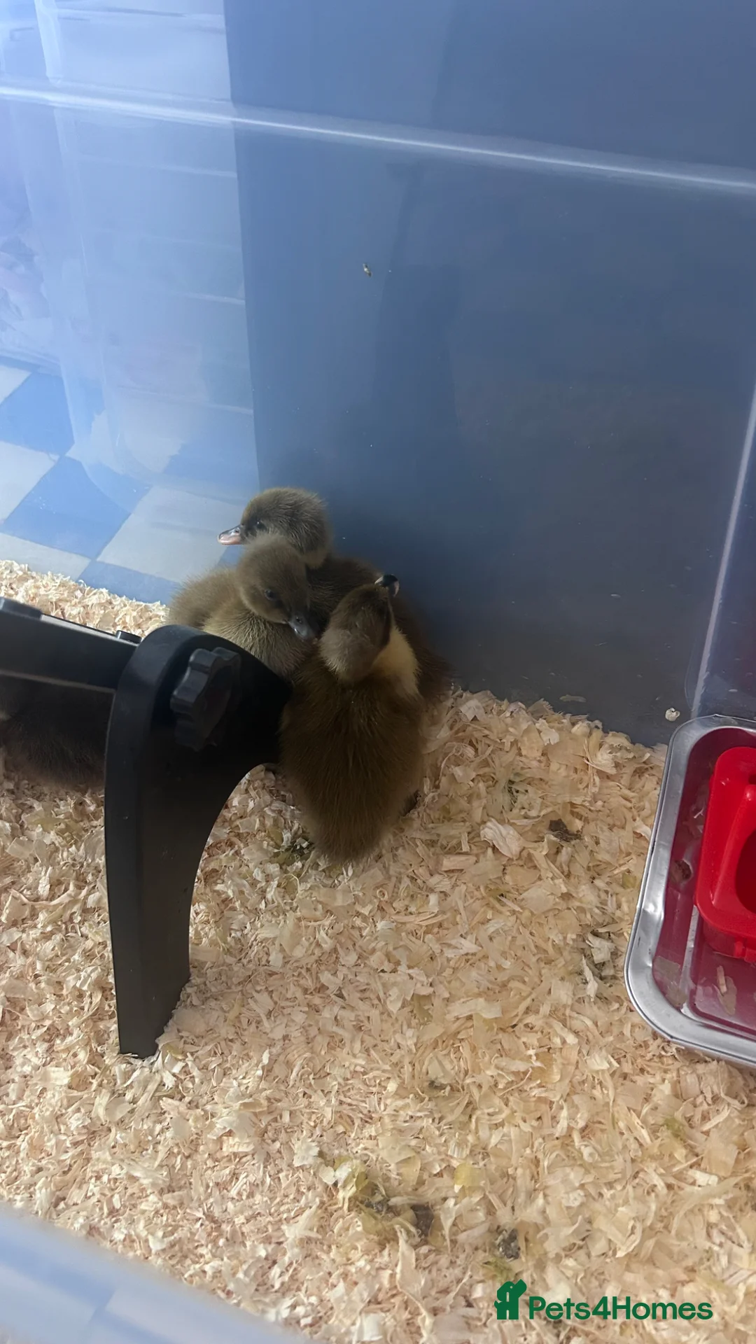 Ducks poultry for sale: Baby runner duck  - Advert 6