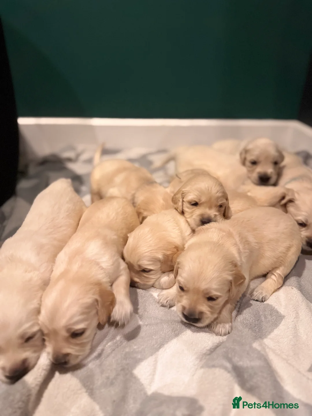 Golden Retriever dogs for sale: KC Champion Line Golden Retriever puppies💗💙 - Advert 17