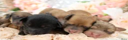 Miniature Dachshund dogs for sale: KC Longhair Miniature Dachshund Puppies - Advert 14
