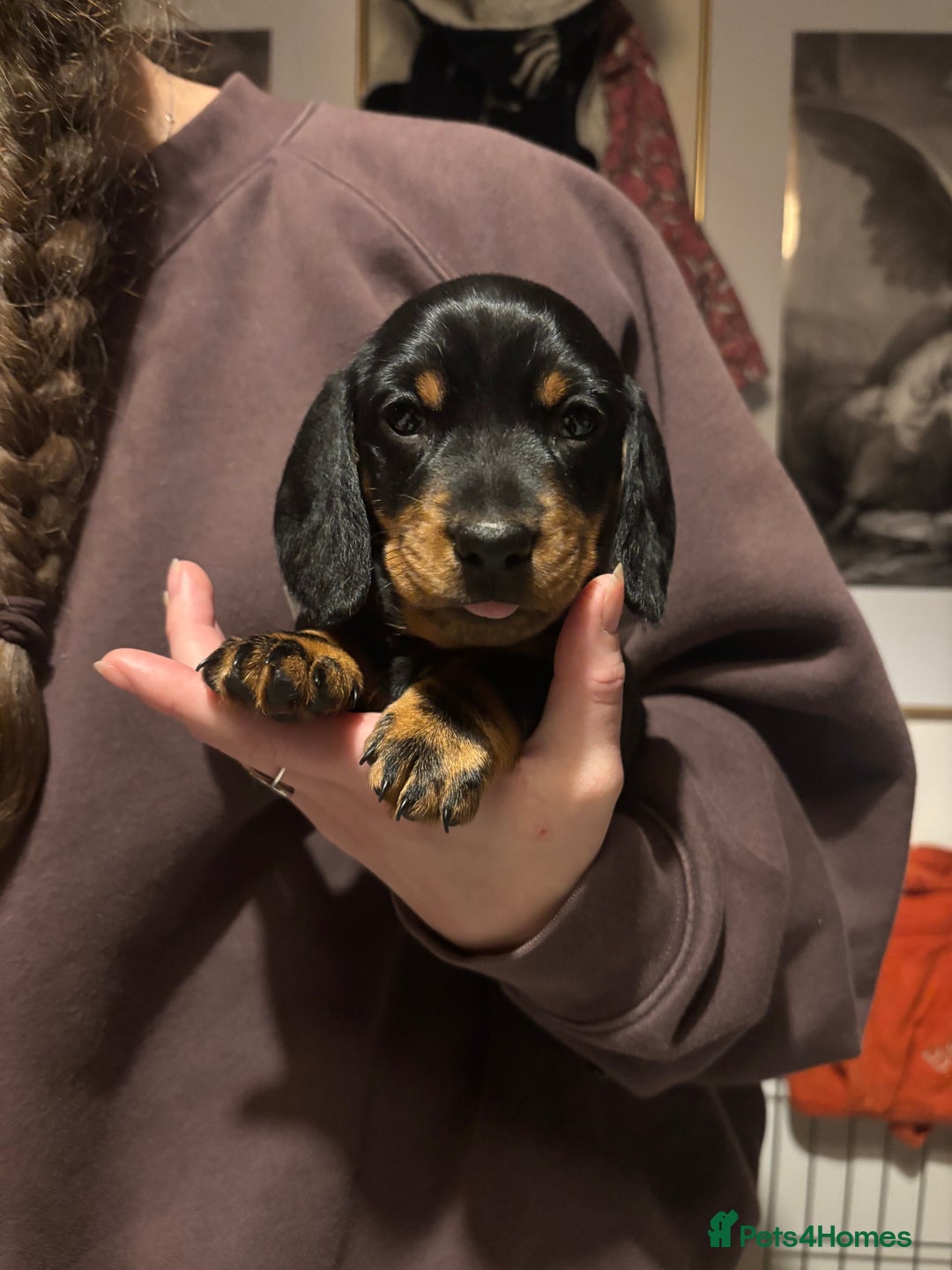 Dachshund dogs for sale: Four beautiful wire haired boys - Advert 18