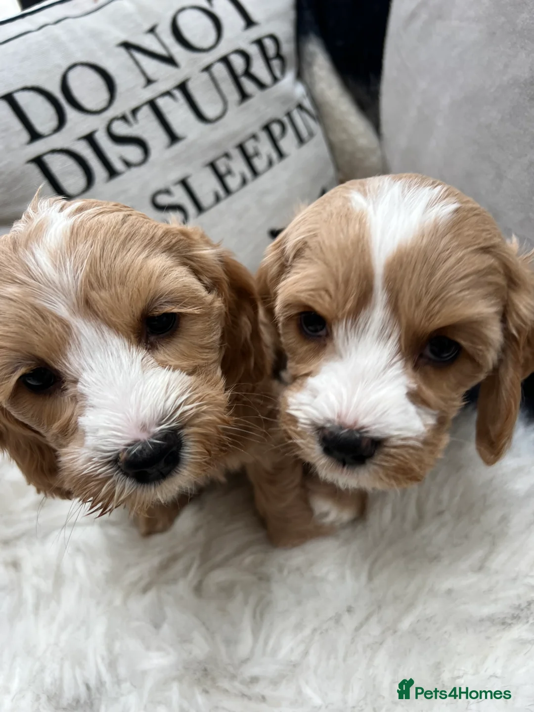 Mixed Breed dogs for sale: Beutiful cavapooshions   - Advert 2