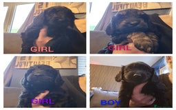 Cockapoo dogs for sale: F2 cockapoo puppies  - Image 1