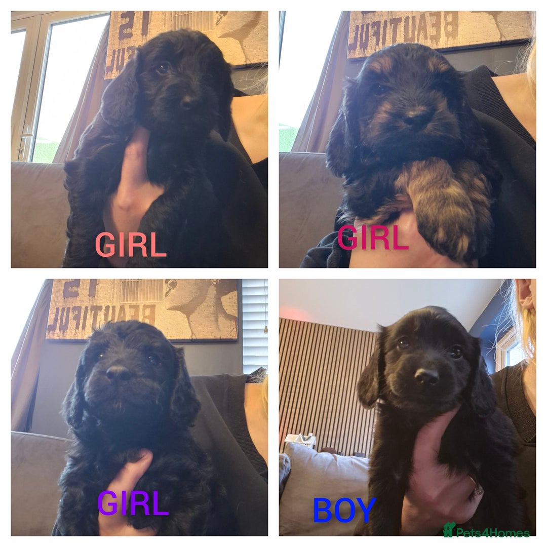 Cockapoo dogs for sale: F2 cockapoo puppies  - Image 1