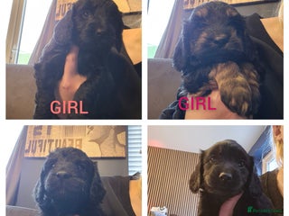 Cockapoo dogs for sale - Advert 1