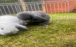 Mini Lion Lop rabbits for sale: Mini lop - Image 39