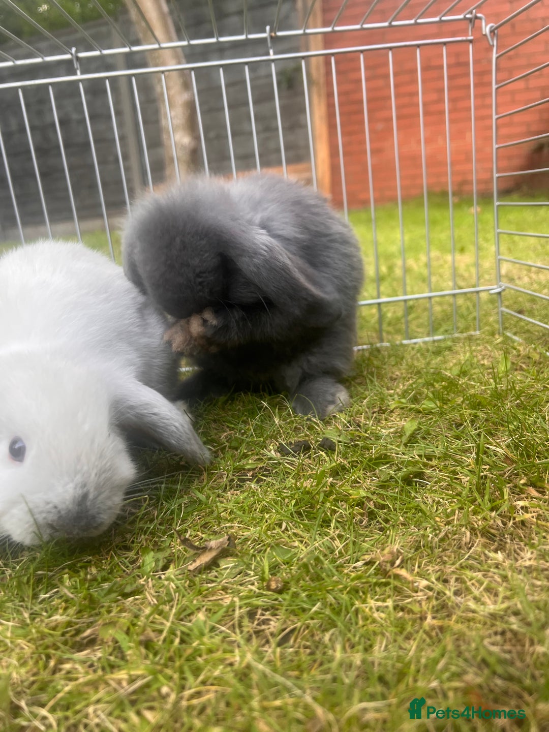 Mini Lion Lop rabbits for sale: Mini lop - Image 39