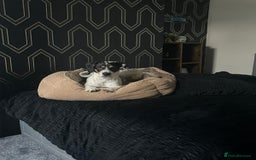 Mixed Breed dogs for sale: Jack Russell crossed -Max - Image 2