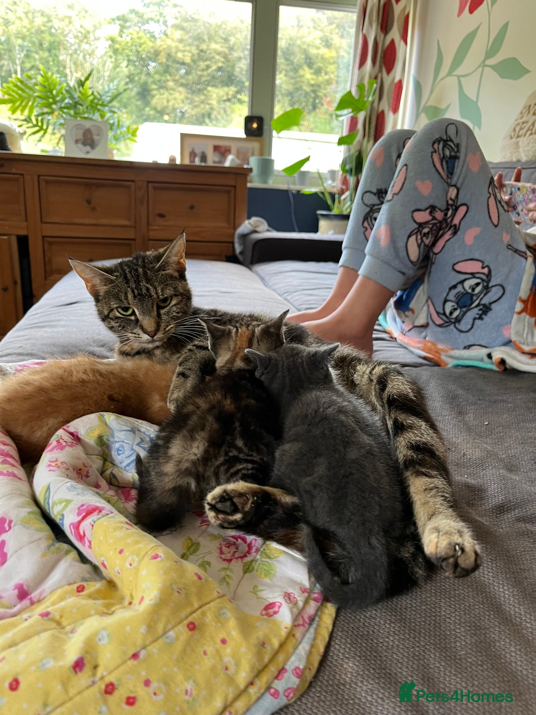 Mixed Breed cats for sale: Mixed breed kittens  - Image 6