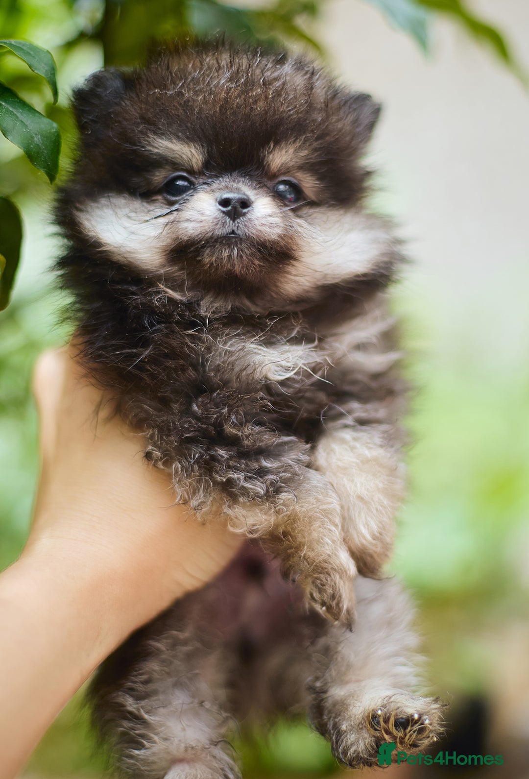 Pomeranian dogs for sale: KC Pomeranian puppies (Korean lines) - Image 35