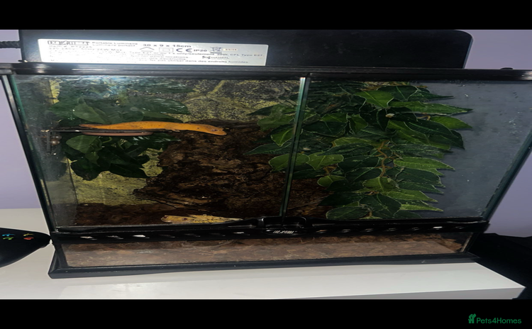 Gecko reptiles - Advert 2