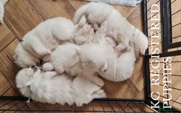 Samoyed dogs for sale: Samoyed puppies KC Registered Champions Bloodline  - Image 2