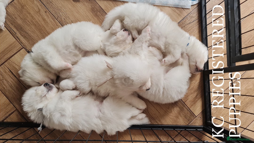 Samoyed dogs for sale: Samoyed puppies KC Registered Champions Bloodline  - Image 2