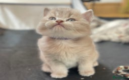British Shorthair cats for sale: Active Blue Golden Tipped British Shorthair MARCUS - Image 16