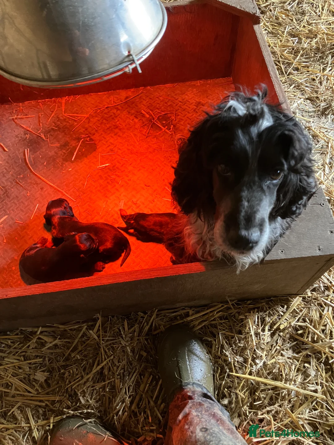 Cocker Spaniel dogs for sale: Cocker spaniel puppies - Advert 4