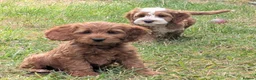 Cockapoo dogs for sale: Beautiful red pups from health tested parents - Advert 30